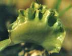 Dionaea muscipula 'Clam' (cultivar disparu) - Ce clone dont les piges sans dents taient en forme de coquillage Bnitier, tait possd par une personne qui l'a perdue ensuite... J'ai lu qu'un tel clone avait t remis au jardin botanique d'Atlanta il y a plusieurs annes mais qu'il n'avait pas survcu, malheureusement je ne retrouve pas ma source... Si vous savez : <a href='../../contact.php'>contact</a>