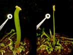 Anomalie de formation de la hampe florale de Dione - Encore un coup de la 'Funnel Trap' ! Au lieu de former une hampe cylindrique, le plant a produit cette trange empilement de hampes fusionnes. (La rondelle mesure 10 mm de diamtre, comme dans tout le site.)