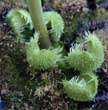 Dionaea muscipula 'Pompon' (forme instable) - Une belle photo qui montre ce phnomne. Il ne s'agit pas d'un nom de cultivar puisque invariablement le phnomne disparait, mme s'il a pu tre boutur  partir d'une feuille. On voit bien la formation de poils pais au dpend de la couche externe des piges.