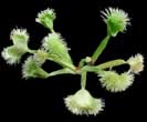 Dionaea muscipula 'Pompon' (forme instable) - Autre cas, photo ralise par Andrew Wilkinson.