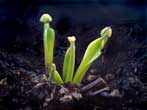 Dionaea muscipula 'Pompon' (forme instable) - De nouveau le phnomne mais sur un autre plant en Allemagne. Il s'agit videmment de feuille en formation mais l'aspect est dj diffrent.