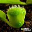 Dionaea muscipula 'Pompon' (forme instable) - La couche externe d'un pige normal est forme de cellules orientes en faisceaux et qui s'allongent brutalement lors de la fermeture. Je pense que ce sont ces faisceaux qui ont tendance  ne pas rester jointifs pendant leur croissance, ou  se ramifier ?
