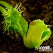 Dionaea muscipula 'Pompon' (forme instable) - La mme feuille et une seconde davantage touche. Plus le phnomne apparait tard durant la croissance (qui va de la nervure vers l'extrieur) et plus les poils apparaitront seulement en bordure.