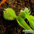 Dionaea muscipula 'Pompon' (forme instable) - Arrive d'une troisime, moins touche.