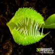 Dionaea muscipula 'Pompon' (forme instable) - Finalement, les dents semblent normales.