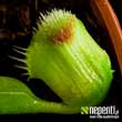 Dionaea muscipula 'Pompon' (forme instable) - Ici, le phnomne est trs localis. Que dire au sujet de la coloration rouge ?