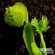 Dionaea muscipula 'Pompon' (forme instable) - Autre vue.