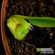 Dionaea muscipula 'Pompon' (forme instable) - Autre vue. La mme feuille tche...