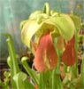 Fleur de <em>S. x redheri</em> - L'hybridation conduit rarement  de telles fleurs panaches ; on obtient plutt des teintes intermdiaires.